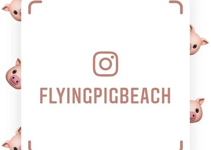 The Flying Pig Age 18 To 40 Hostel